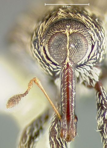 Media type: image;   Entomology 32817 Aspect: head frontal view